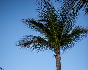 Превью обои пальма, небо, гирлянда, минимализм