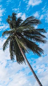 Превью обои пальма, небо, облака, тропики, вид снизу, ствол, ветки
