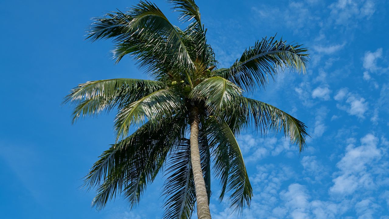 Батуми пальмы