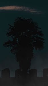 Превью обои пальма, ночь, темный, очертания, дерево