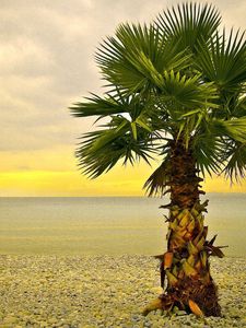 Превью обои пальма, одинокая, берег, пляж, галька