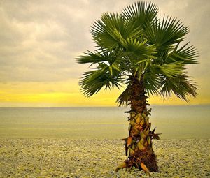 Превью обои пальма, одинокая, берег, пляж, галька