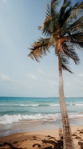 Превью обои пальма, пляж, море, тропики