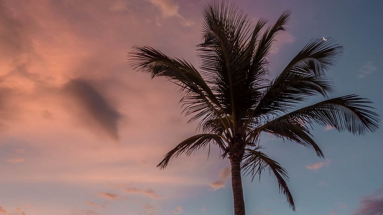 Обои пальма, пляж, море, небо, облака, закат