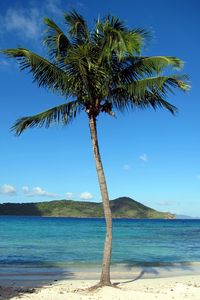 Превью обои пальма, пляж, остров, тропики, холмы, море