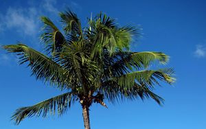 Превью обои пальма, пляж, остров, тропики, холмы, море