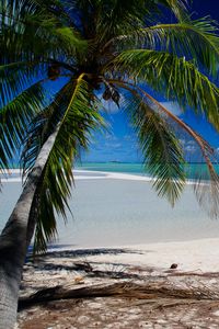 Превью обои пальма, пляж, тропики, океан, природа