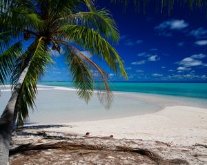 Превью обои пальма, пляж, тропики, океан, природа