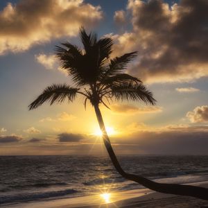 Превью обои пальма, пляж, тропики, закат