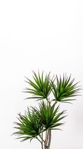 Превью обои пальма, растение, зеленый, декоративный, минимализм