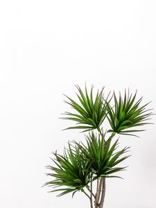 Превью обои пальма, растение, зеленый, декоративный, минимализм