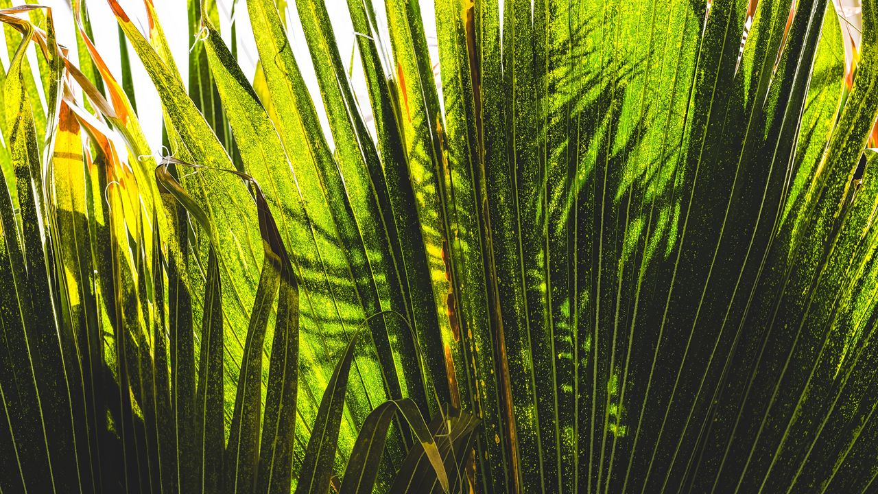 Обои пальма, растения, листья, зеленый, тени