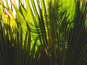 Превью обои пальма, растения, листья, зеленый, тени