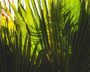 Превью обои пальма, растения, листья, зеленый, тени