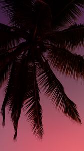 Превью обои пальма, силуэт, небо, темный, фиолетовый