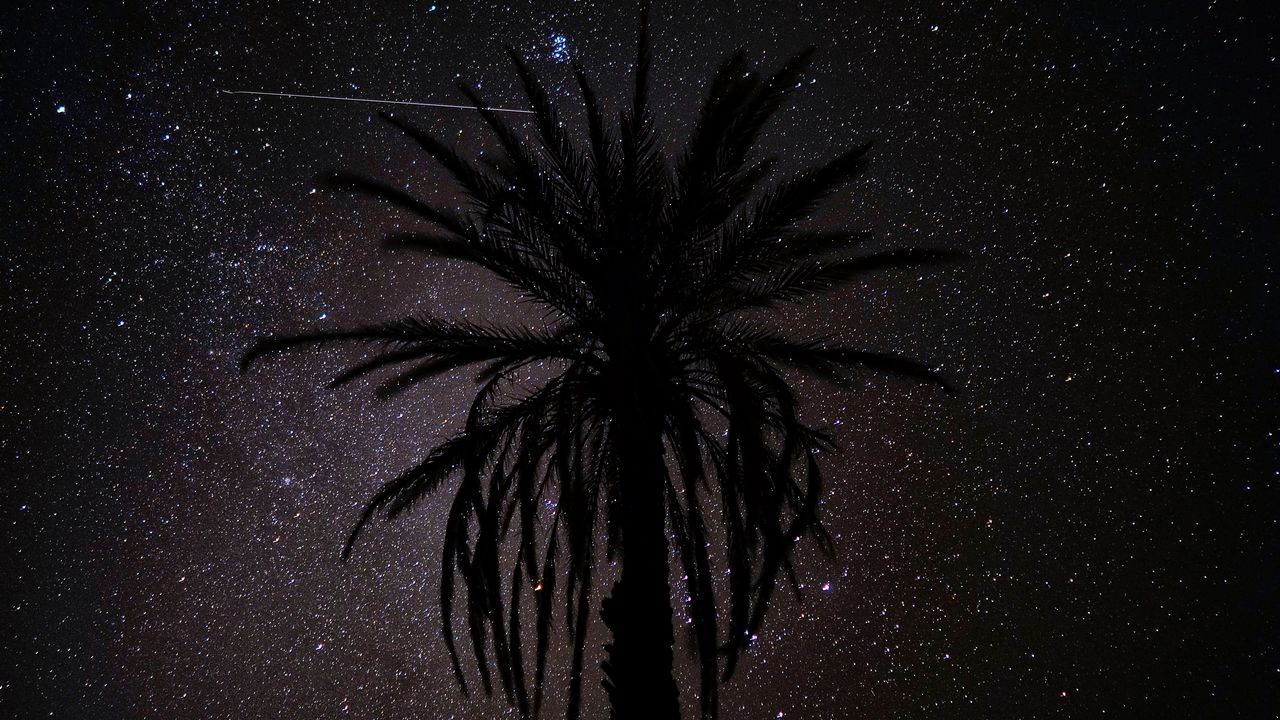 Обои пальма, силуэт, звездное небо, ночь