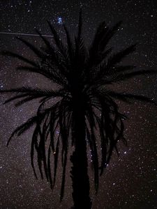 Превью обои пальма, силуэт, звездное небо, ночь