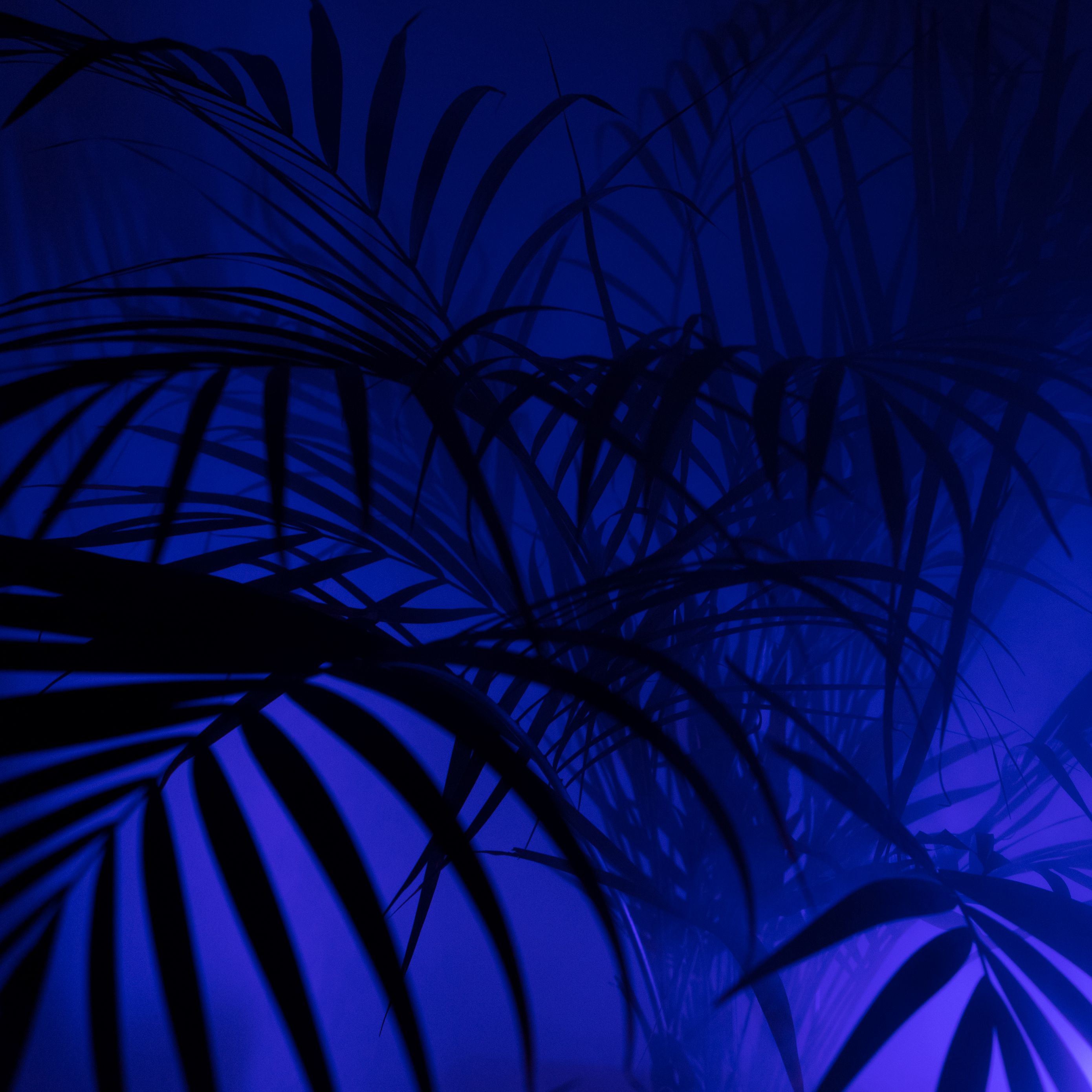 Синие джунгли