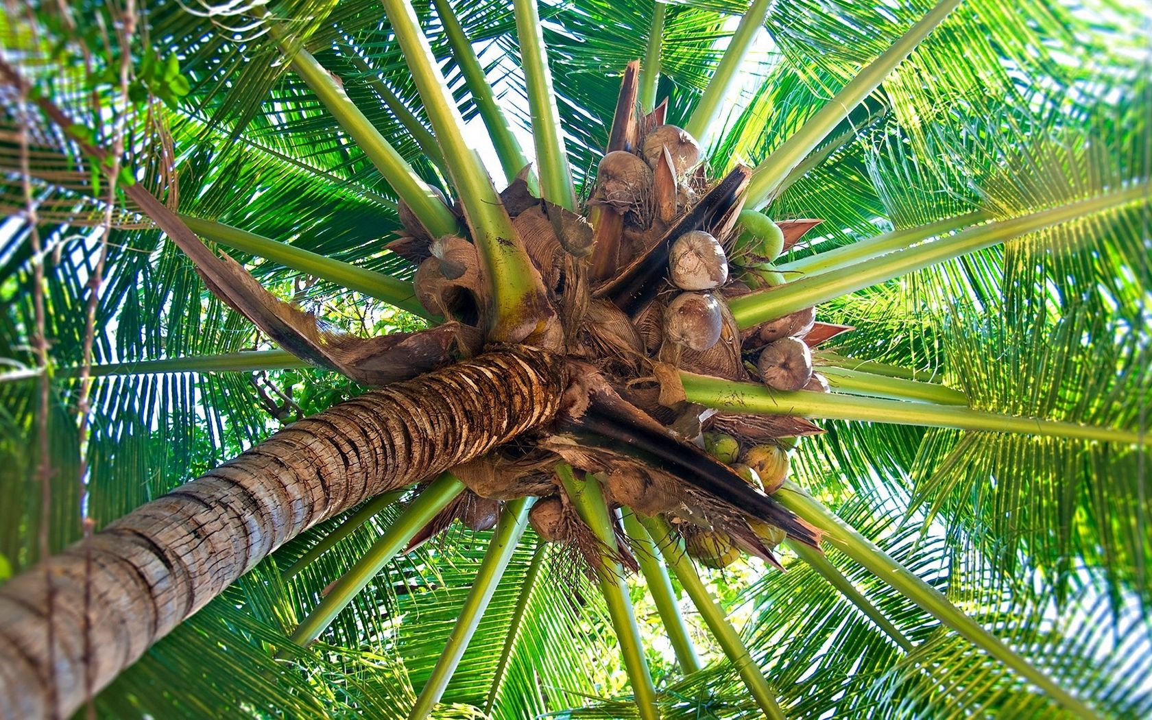 Кокосовые пальмы ареал
