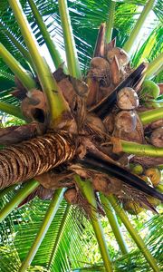 Превью обои пальма, ствол, кокосы, плоды, ветви, снизу