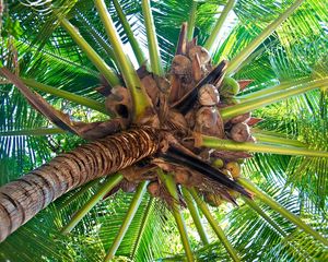 Превью обои пальма, ствол, кокосы, плоды, ветви, снизу