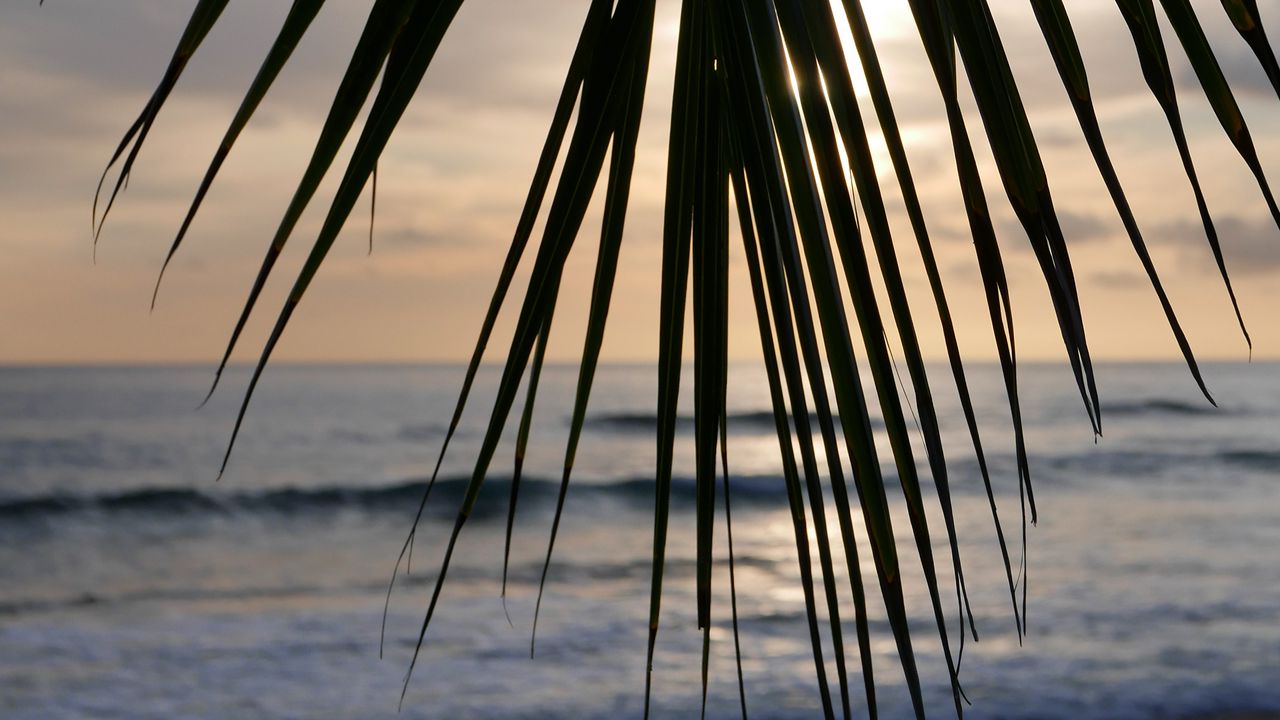 Обои пальма, ветка, листья, тропики, море, пляж