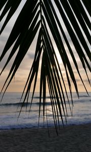 Превью обои пальма, ветка, листья, тропики, море, пляж