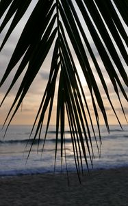 Превью обои пальма, ветка, листья, тропики, море, пляж
