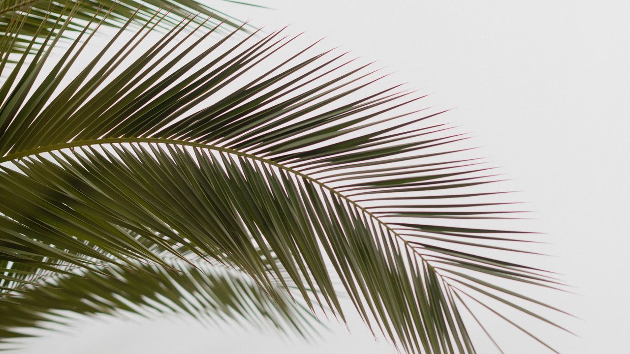 Флизелиновые обои листья пальмы