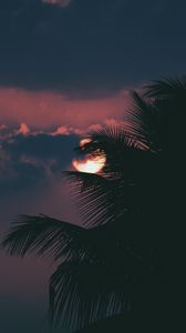 Превью обои пальма, ветка, закат, солнце, небо, облака