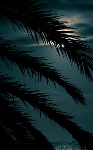 Превью обои пальма, ветка, закат, листья, ночь