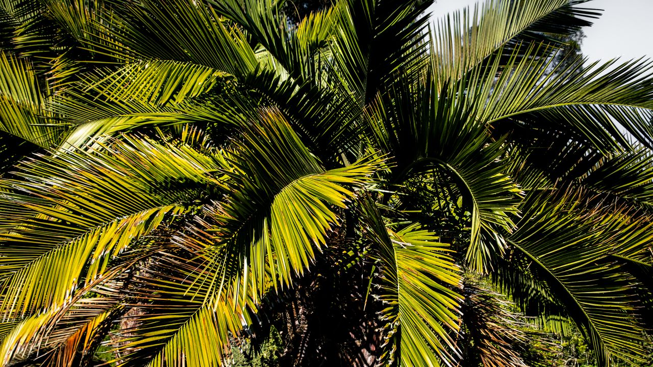 Обои пальма, ветки, дерево, тропики