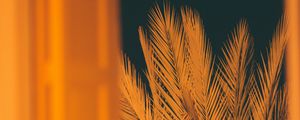 Превью обои пальма, ветки, листья, ночь, окно