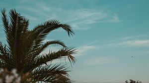 Превью обои пальма, ветки, листья, тропики, небо