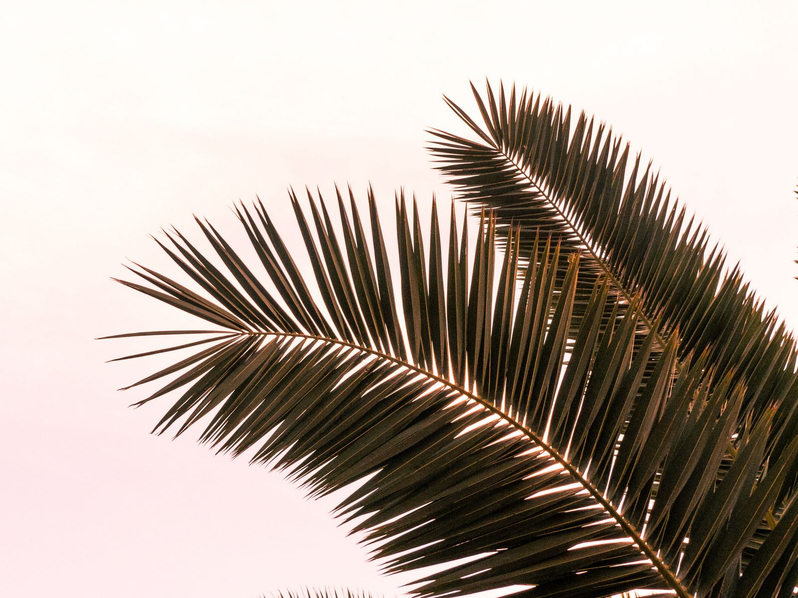 Ветка пальмы на прозрачном фоне