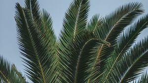 Превью обои пальма, ветки, листья, зеленый, верхушка