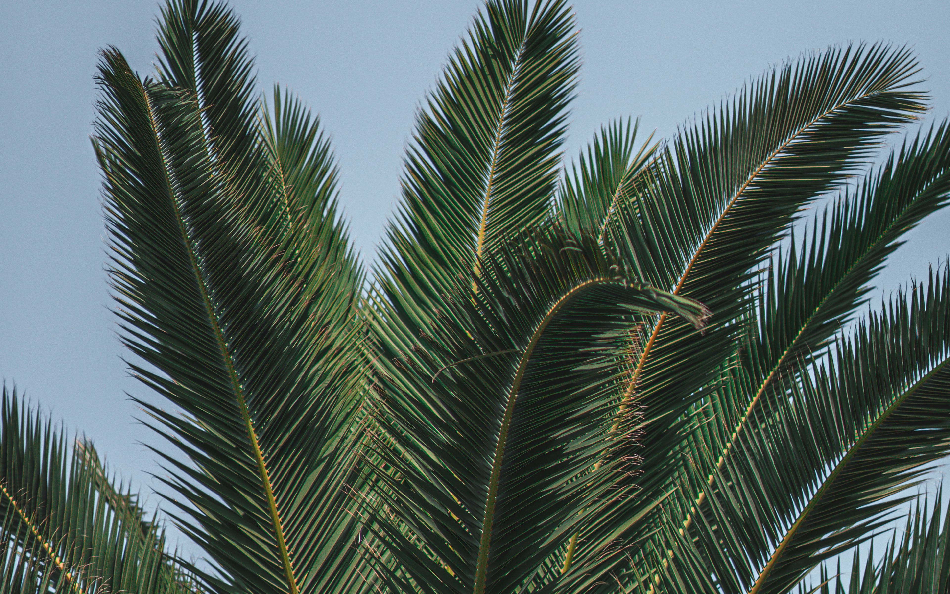 Ветвь финиковой пальмы