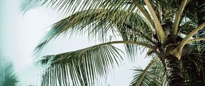Превью обои пальма, ветки, листья, дерево, тропический