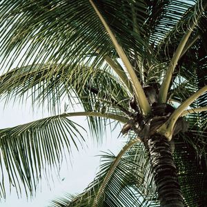 Превью обои пальма, ветки, листья, дерево, тропический