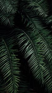 Превью обои пальма, ветки, листья, зеленый, темный