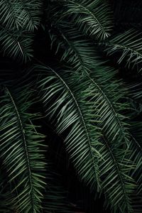 Превью обои пальма, ветки, листья, зеленый, темный