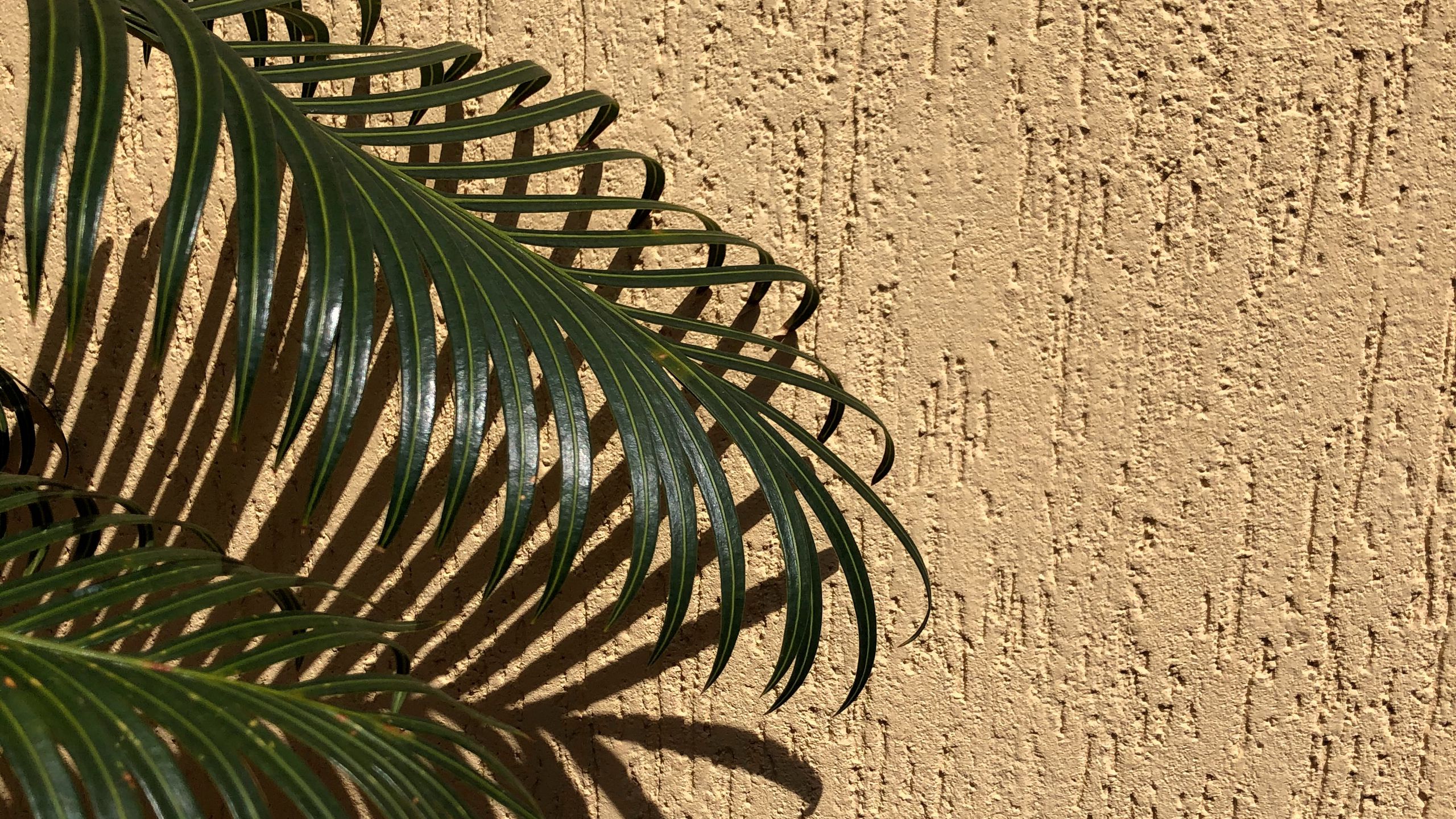 Обои листья пальмы бежевые