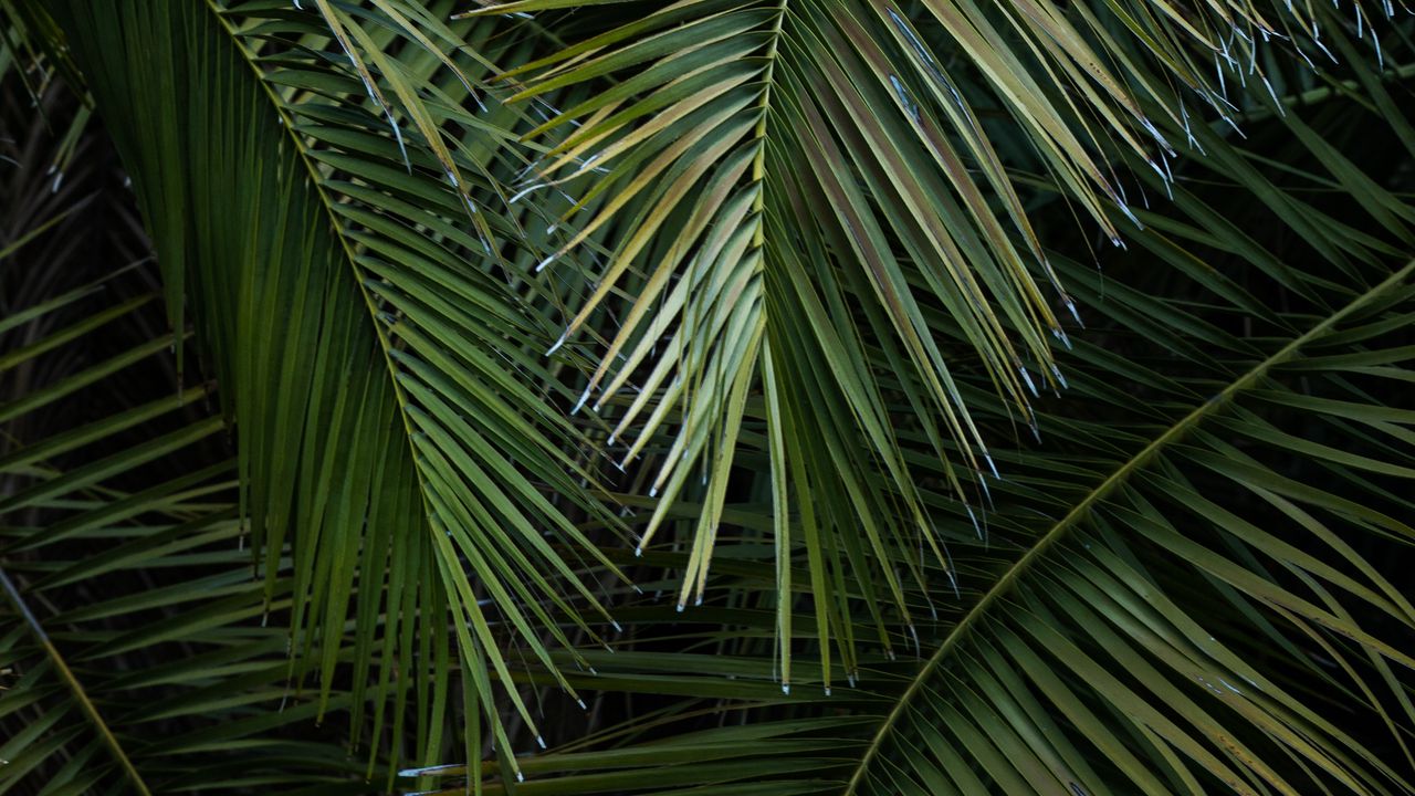 Обои пальма, ветки, листья, зеленый, макро