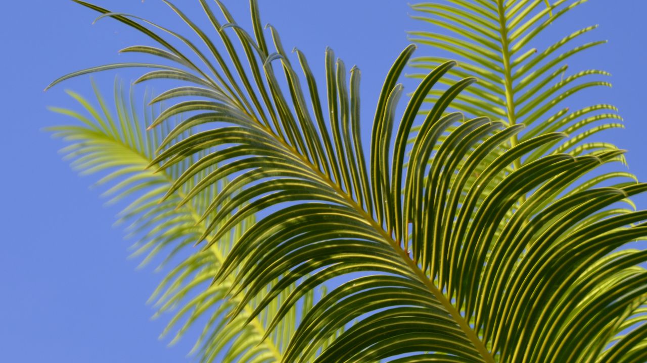 Обои пальма, ветки, листья, небо, зеленый