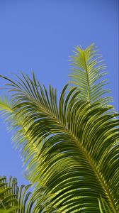Превью обои пальма, ветки, листья, небо, зеленый