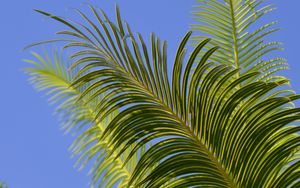 Превью обои пальма, ветки, листья, небо, зеленый