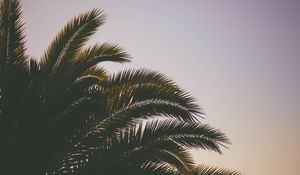 Превью обои пальма, ветки, небо