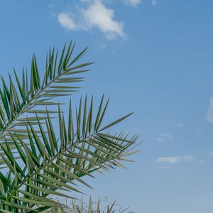 Превью обои пальма, ветки, небо, облака, тропики