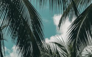 Превью обои пальма, ветки, небо, облака, зеленый, тропики