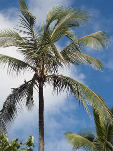 Превью обои пальма, ветки, небо, тропики